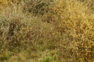 画像4: マルティン・ウエルベルク[WB-M045]マットタイプ(ヤブ) 全高2mm~30mm 秋 パウダー付き  21cmx30cm (4)