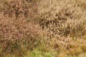 画像4: マルティン・ウエルベルク[WB-M047]マットタイプ(ヤブ) 全高2mm~30mm 冬 パウダー付き  21cmx30cm (4)