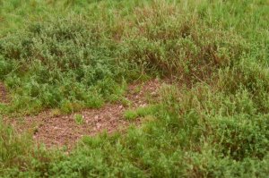 画像4: マルティン・ウエルベルク[WB-M052]マットタイプ(草原) 全高2mm~12mm 夏 パウダー付き  21cmx30cm (4)