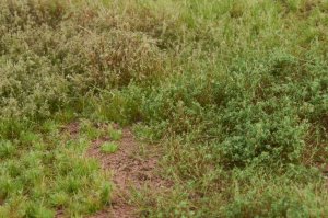 画像4: マルティン・ウエルベルク[WB-M053]マットタイプ(草原) 全高2mm~12mm 晩夏 パウダー付き  21cmx30cm (4)