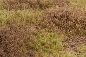 画像4: マルティン・ウエルベルク[WB-M056]マットタイプ(草原) 全高2mm~12mm 初冬 パウダー付き  21cmx30cm (4)