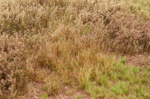 画像4: マルティン・ウエルベルク[WB-M057]マットタイプ(草原) 全高2mm~12mm 冬 パウダー付き  21cmx30cm (4)