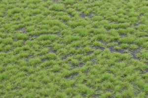 画像2: マルティン・ウエルベルク[WB-P201]草地 春 全高2mm (2)