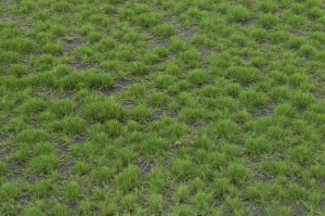 画像2: マルティン・ウエルベルク[WB-P202]草地 夏 全高2mm (2)