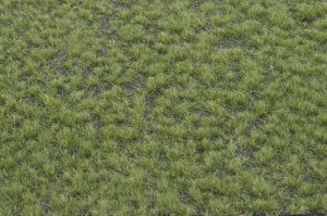 画像2: マルティン・ウエルベルク[WB-P203]草地 晩夏 全高2mm (2)