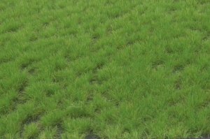 画像2: マルティン・ウエルベルク[WB-P401]草地 春 全高4.5mm (2)