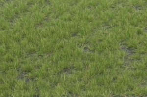 画像2: マルティン・ウエルベルク[WB-P403]草地 晩夏 全高4.5mm (2)