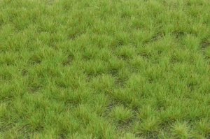 画像2: マルティン・ウエルベルク[WB-P601]草地 春 全高6mm (2)