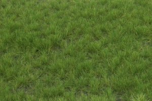 画像2: マルティン・ウエルベルク[WB-P602]草地 夏 全高6mm (2)