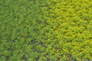 画像2: マルティン・ウエルベルク[WB-PW201]草地(パウダー付き) 春 全高2mm (2)