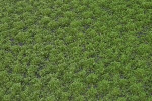 画像2: マルティン・ウエルベルク[WB-PW202]草地(パウダー付き) 夏 全高2mm (2)