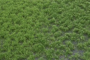 画像2: マルティン・ウエルベルク[WB-PW402]草地(パウダー付き) 夏 全高4.5mm (2)