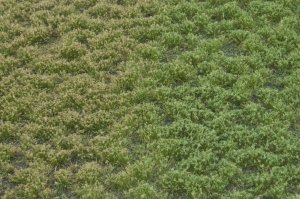 画像2: マルティン・ウエルベルク[WB-PW403]草地(パウダー付き) 晩夏 全高4.5mm (2)