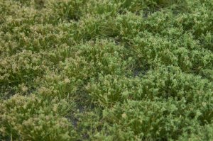 画像3: マルティン・ウエルベルク[WB-PW403]草地(パウダー付き) 晩夏 全高4.5mm (3)