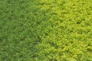 画像2: マルティン・ウエルベルク[WB-PW601]草地(パウダー付き) 春 全高6mm (2)