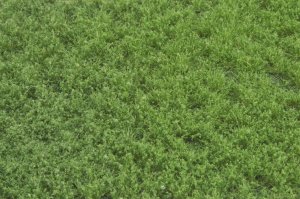 画像2: マルティン・ウエルベルク[WB-PW602]草地(パウダー付き) 夏 全高6mm (2)