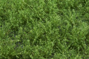 画像3: マルティン・ウエルベルク[WB-PW602]草地(パウダー付き) 夏 全高6mm (3)