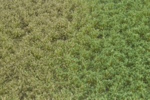 画像2: マルティン・ウエルベルク[WB-PW603]草地(パウダー付き) 晩夏 全高6mm (2)