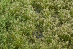 画像3: マルティン・ウエルベルク[WB-PW603]草地(パウダー付き) 晩夏 全高6mm (3)