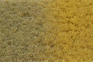 画像2: マルティン・ウエルベルク[WB-PW604]草地(パウダー付き) 初秋 全高6mm (2)