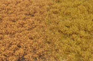 画像2: マルティン・ウエルベルク[WB-PW605]草地(パウダー付き) 秋 全高6mm (2)