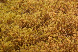 画像3: マルティン・ウエルベルク[WB-PW605]草地(パウダー付き) 秋 全高6mm (3)