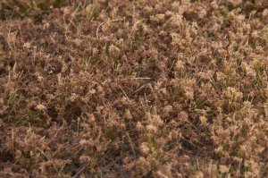 画像3: マルティン・ウエルベルク[WB-PW606]草地(パウダー付き) 冬 全高6mm (3)