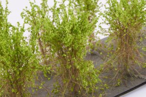 画像4: マルティン・ウエルベルク[WB-SBLG]茂みB 株タイプ 全高40mm ライトグリーン 10株 (4)