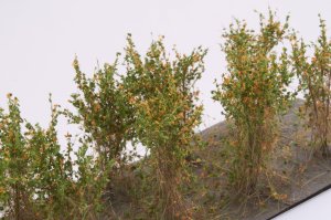 画像3: マルティン・ウエルベルク[WB-SBO]茂みB 株タイプ 全高40mm オレンジ 10株 (3)