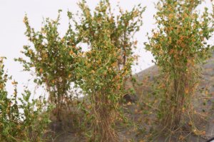 画像4: マルティン・ウエルベルク[WB-SBO]茂みB 株タイプ 全高40mm オレンジ 10株 (4)