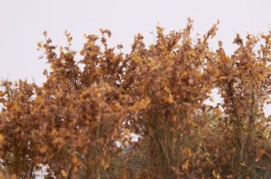 画像4: マルティン・ウエルベルク[WB-SCBR]茂みC 株タイプ 全高40mm ブラウン 10株 (4)