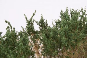 画像4: マルティン・ウエルベルク[WB-SCDG]茂みC 株タイプ 全高40mm ダークグリーン 10株　 (4)