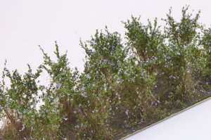 画像3: マルティン・ウエルベルク[WB-SCL]茂みC 株タイプ 全高40mm ラベンダー 10株 (3)