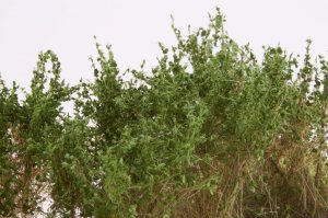 画像4: マルティン・ウエルベルク[WB-SCMG]茂みC 株タイプ 全高40mm ミディアムグリーン 10株 (4)