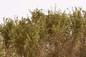 画像4: マルティン・ウエルベルク[WB-SCOL]茂みC 株タイプ 全高40mm オリーブグリーン 10株　 (4)