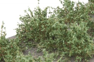 画像4: マルティン・ウエルベルク[WB-SDDG]茂みD 株タイプ 全高20mm ダークグリーン 10株 (4)