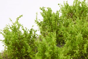 画像4: マルティン・ウエルベルク[WB-SDLG]茂みD 株タイプ 全高20mm ライトグリーン10株 (4)