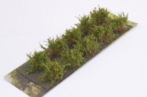 画像2: マルティン・ウエルベルク[WB-SDO]茂みD 株タイプ 全高20mm オレンジ 10株 (2)