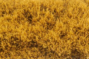 画像3: マルティン・ウエルベルク[WB-SEAG]茂みE 草むらタイプ 全高20mm オータムゴールド (3)