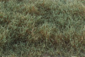 画像3: マルティン・ウエルベルク[WB-SEHG]茂みE 草むらタイプ 全高20mm ヘイジーグリーン　 (3)