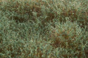 画像4: マルティン・ウエルベルク[WB-SEHG]茂みE 草むらタイプ 全高20mm ヘイジーグリーン　 (4)