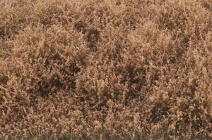 画像3: マルティン・ウエルベルク[WB-SELB]茂みE 草むらタイプ 全高20mm ライトブラウン (3)