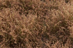 画像4: マルティン・ウエルベルク[WB-SELB]茂みE 草むらタイプ 全高20mm ライトブラウン (4)