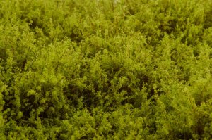 画像4: マルティン・ウエルベルク[WB-SELG]茂みE 草むらタイプ 全高20mm ライトグリーン (4)