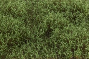 画像3: マルティン・ウエルベルク[WB-SEMG]茂みE 草むらタイプ 全高20mm ミディアムグリーン (3)