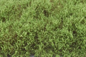 画像3: マルティン・ウエルベルク[WB-SESG]茂みE 草むらタイプ 全高20mm スプリンググリーン (3)