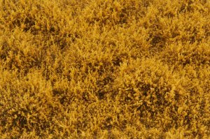 画像3: マルティン・ウエルベルク[WB-SFAG]茂みF 草むらタイプ 全高15mm オータムゴールド (3)