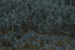 画像4: マルティン・ウエルベルク[WB-SFCG]茂みF 草むらタイプ 全高15mm コニファーグリーン (4)