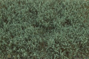 画像3: マルティン・ウエルベルク[WB-SFHG]茂みF 草むらタイプ 全高15mm ヘイジーグリーン (3)