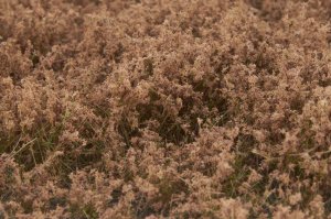 画像4: マルティン・ウエルベルク[WB-SFLB]茂みF 草むらタイプ 全高15mm ライトブラウン (4)